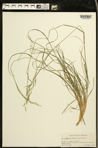 Poa autumnalis image