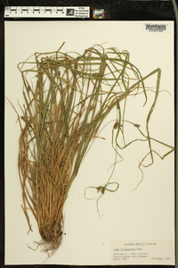 Carex flaccosperma image