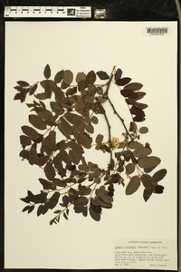 Robinia elliottii image