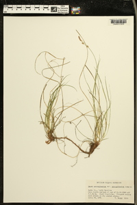 Carex pensylvanica var. pensylvanica image