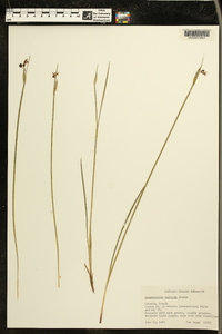 Sisyrinchium montanum image