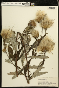 Cirsium altissimum image