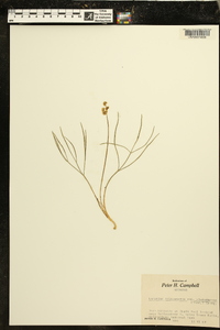 Lomatium simplex var. simplex image
