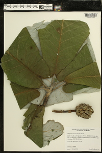 Magnolia macrophylla image