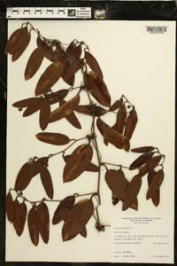 Smilax laurifolia image