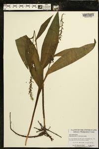 Platanthera flava image