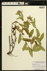 Pluchea baccharis image