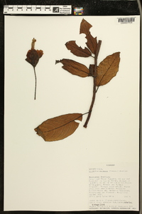 Drymonia pendula image