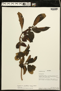 Drymonia serrulata image