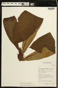 Columnea fuscihirta image