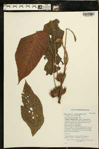 Paradrymonia metamorphophylla image