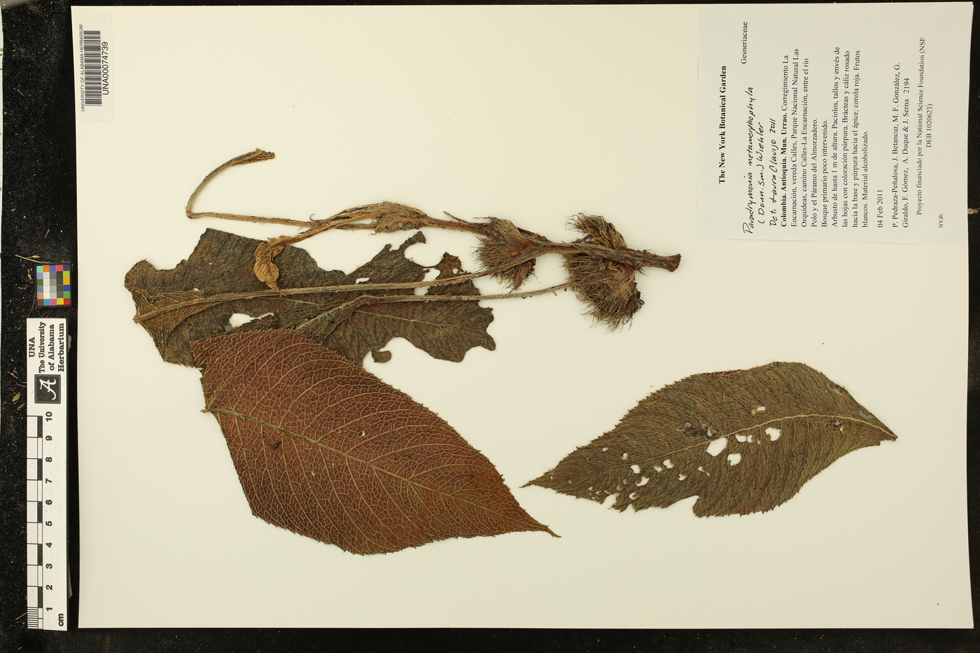 Paradrymonia metamorphophylla image