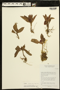 Columnea calotricha image