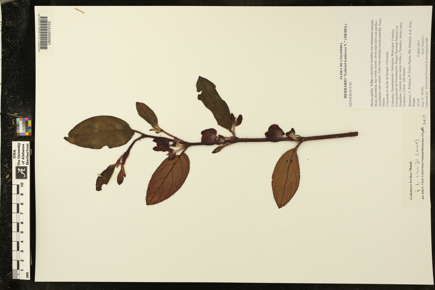 Columnea herthae image