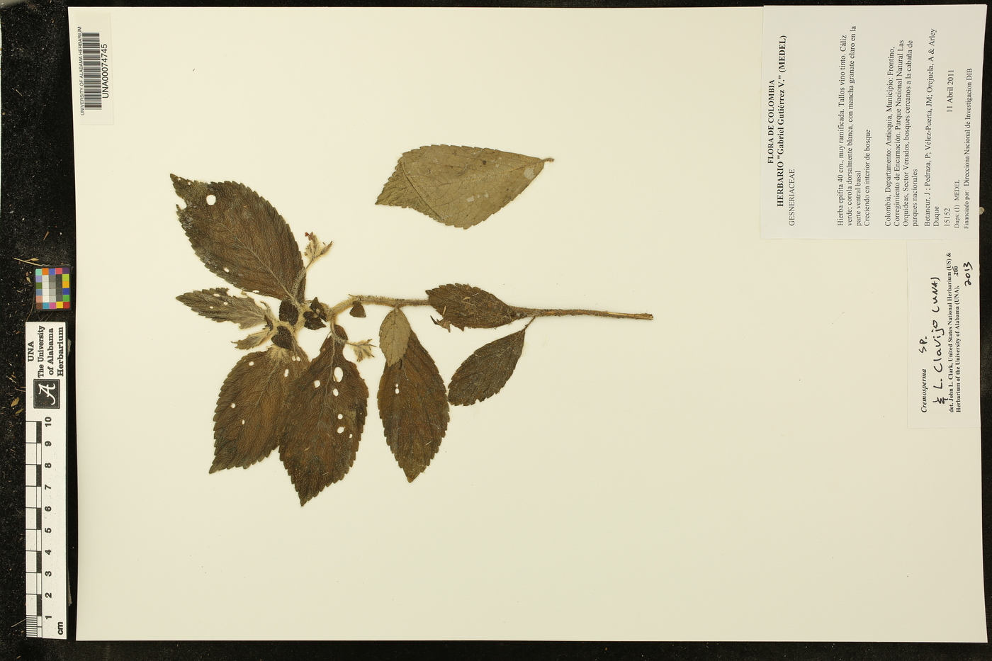 Cremosperma image