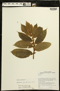 Columnea tenella image