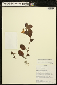 Nomopyle dodsonii image