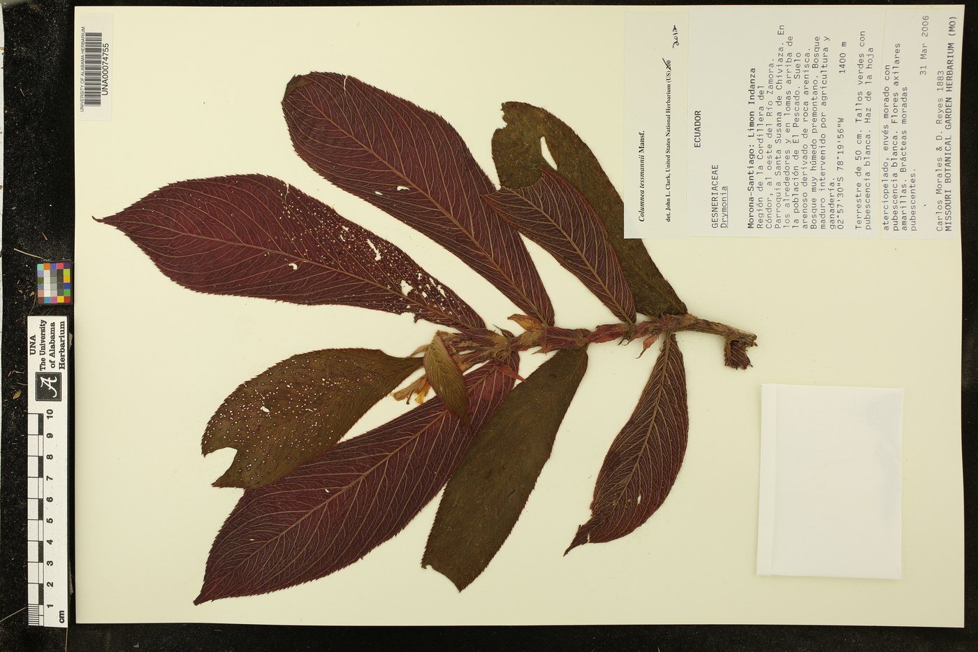 Columnea tessmannii image