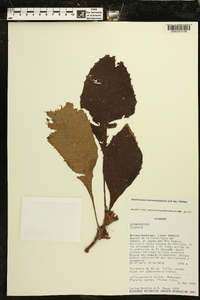 Paradrymonia metamorphophylla image