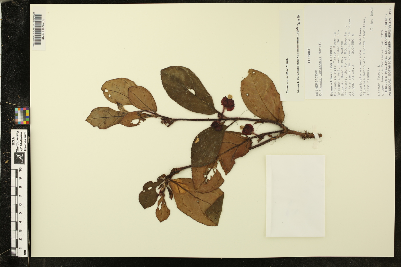 Columnea herthae image