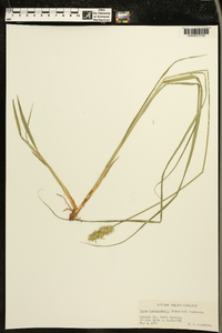 Carex laevivaginata image