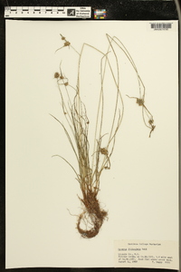 Cyperus filiculmis image