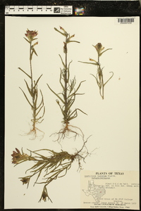 Castilleja indivisa image