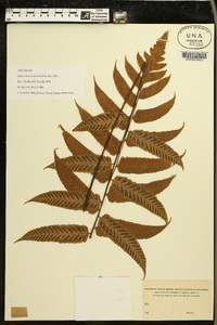 Diplazium grandifolium image