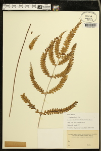 Lindsaea feei image