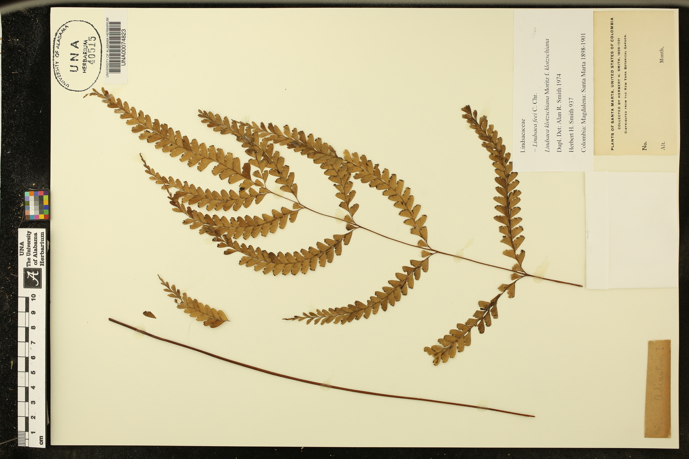 Lindsaea feei image