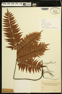 Adiantum intermedium image