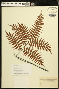 Adiantum intermedium image