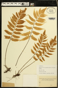 Hymenasplenium repandulum image