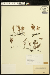Crepidomanes schmidianum image