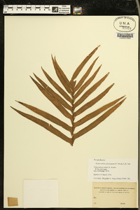 Serpocaulon attenuatum image