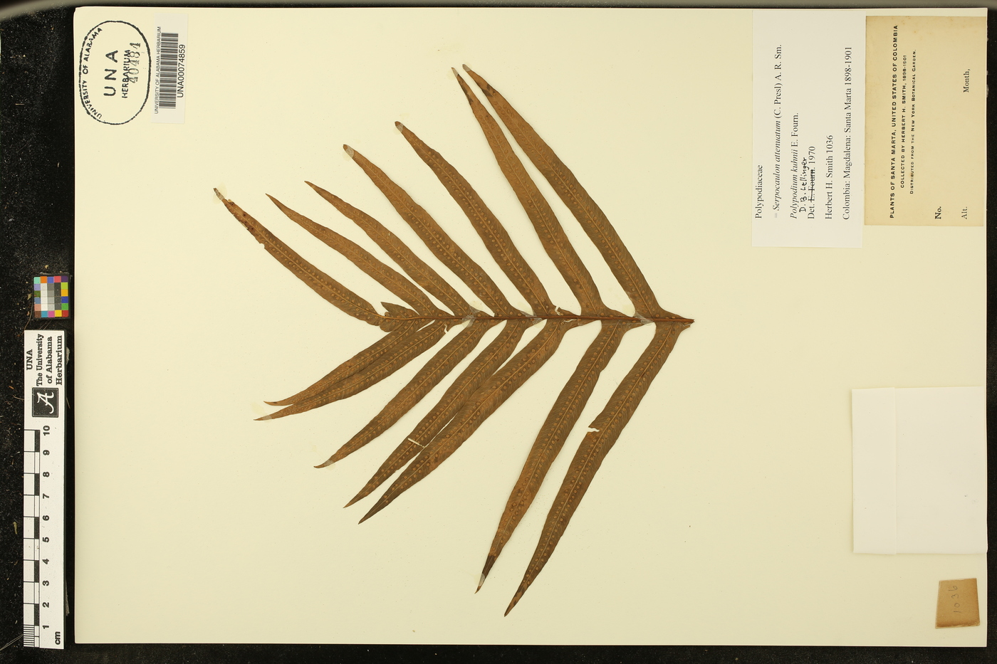 Serpocaulon attenuatum image