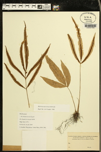 Blechnum meridense image