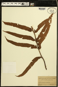 Thelypteris serrata image