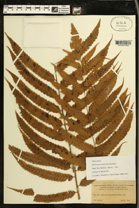 Diplazium cuneifolium image