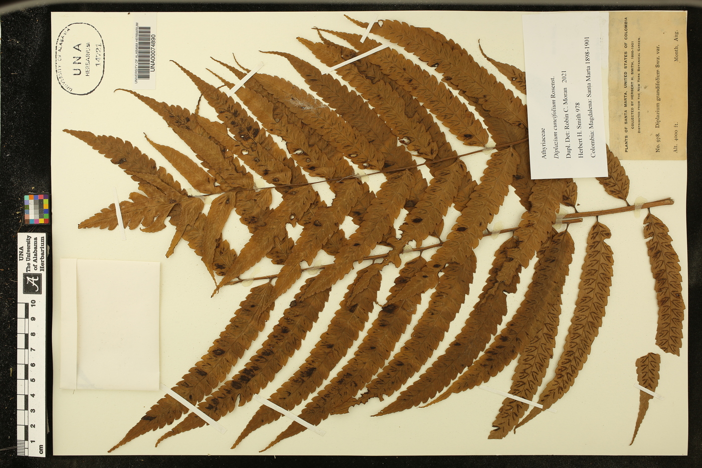Diplazium cuneifolium image