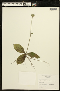 Elephantopus tomentosus image