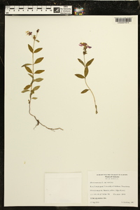 Rhexia mariana var. mariana image