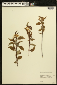 Prunus pensylvanica image