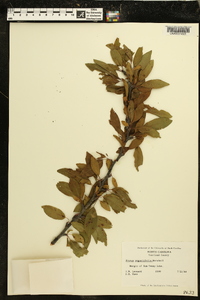 Prunus angustifolia image