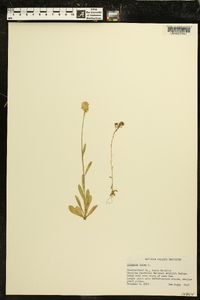 Polygala lutea image