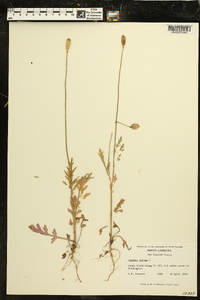 Papaver dubium image