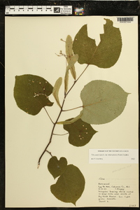 Tilia americana var. heterophylla image