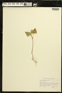 Viola tripartita image
