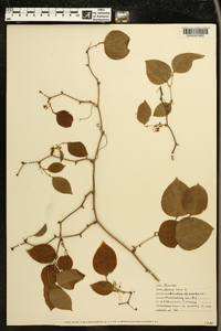 Smilax bona-nox image