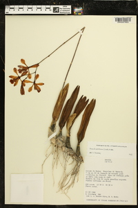 Encyclia dichroma image